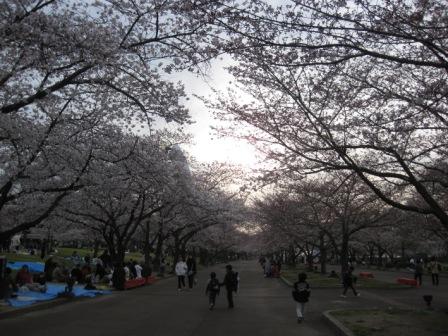 Sakura (Cherry Blossoms) Festival 